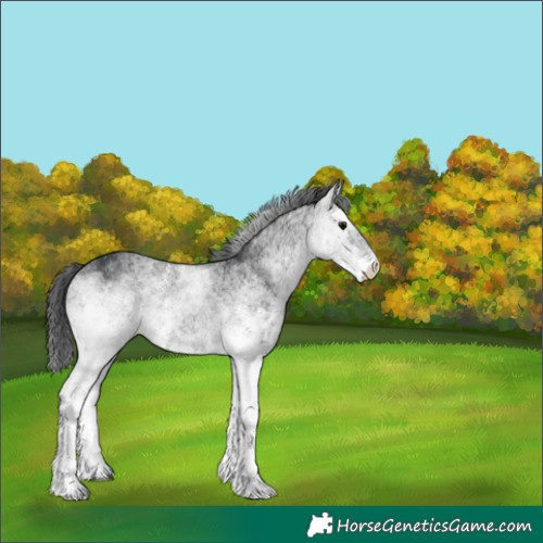 Horse Color:White Spotted Black Rabicano