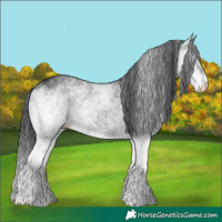 Horse Color:White Spotted Black Rabicano