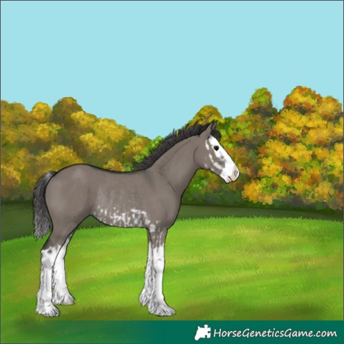 Horse Color:Grullo Splash Rabicano  and Grullo Splash Appaloosa Rabicano 