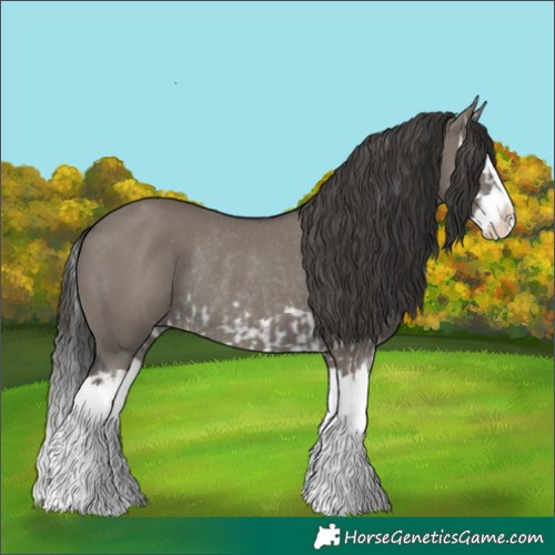 Horse Color:Grullo Splash Rabicano and Grullo Splash Appaloosa Rabicano
