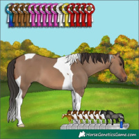 Horse Color:Brown Dun Tobiano 
