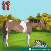 Horse Color:Brown Dun Tobiano 