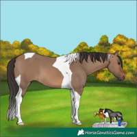 Horse Color:Brown Dun Tobiano 