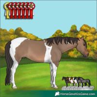 Horse Color:Brown Dun Tobiano 