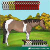 Horse Color:Brown Dun Tobiano