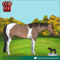 Horse Color:Brown Dun Tobiano 