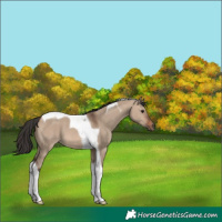 Horse Color:Brown Dun Tobiano 