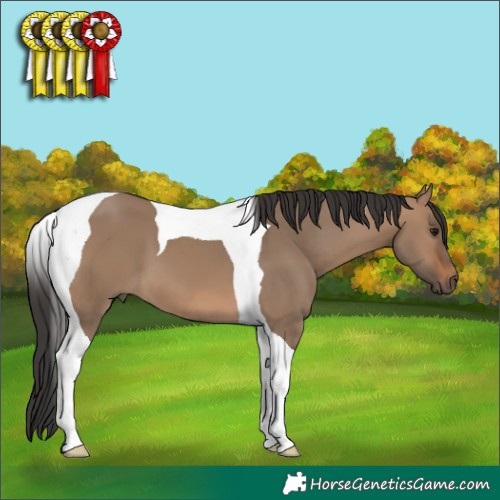 Horse Color:Brown Dun Tobiano 