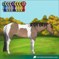 Horse Color:Brown Dun Tobiano