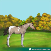 Horse Color:Brown Dun Tobiano 