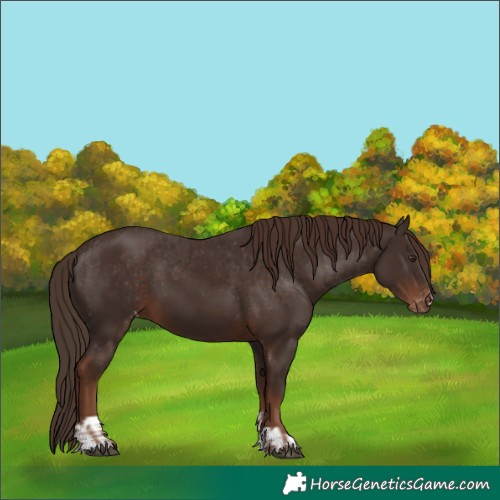 Horse Color:Liver Chestnut  and Liver Chestnut Appaloosa 