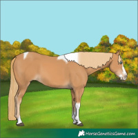 Horse Color:Chestnut Splash Tobiano