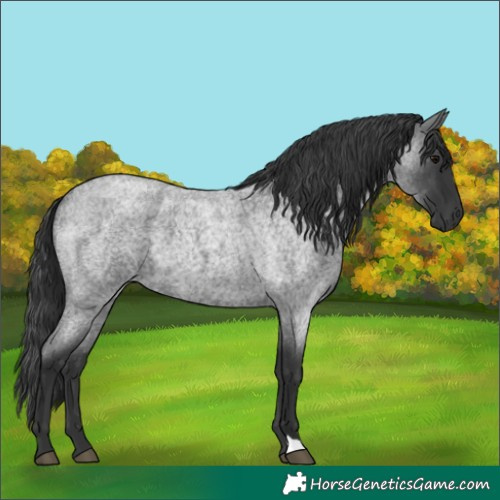 Horse Color:Blue Roan