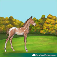Horse Color:White Spotted Gold Champagne 