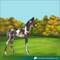 Horse Color:Gray White Spotted Silver Brown