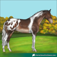 Horse Color:Silver Brown Tobiano Blanket