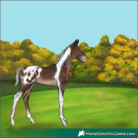 Horse Color:Silver Brown Tobiano Appaloosa 