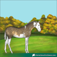 Horse Color:White Spotted Silver Buckskin Dun Mushroom Splash