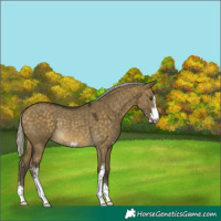 Horse Color:Silver Buckskin Dun Mushroom Sabino Rabicano