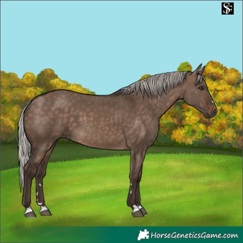 Horse Color:Silver Brown Dun