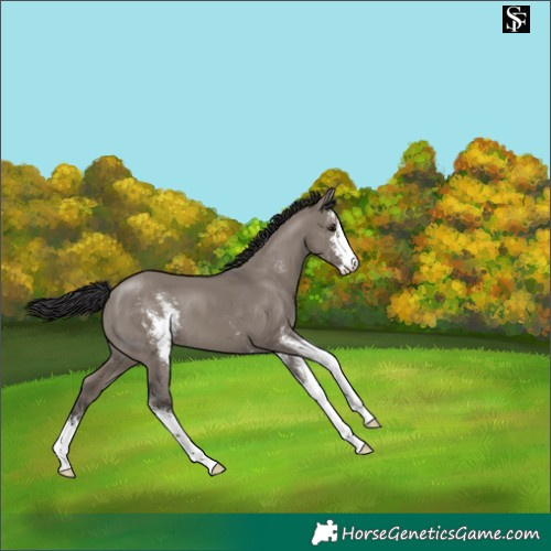 Horse Color:Smoky Grullo Sabino 