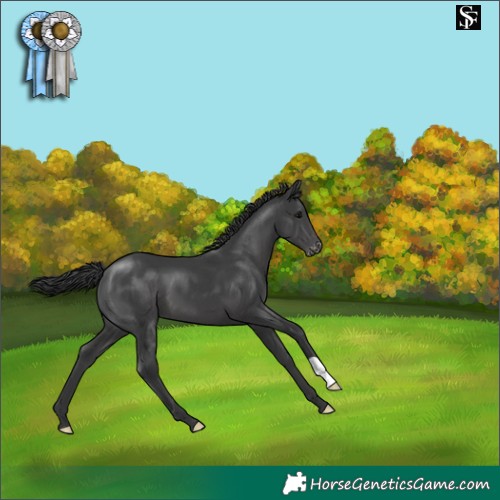 Horse Color:Black Appaloosa 