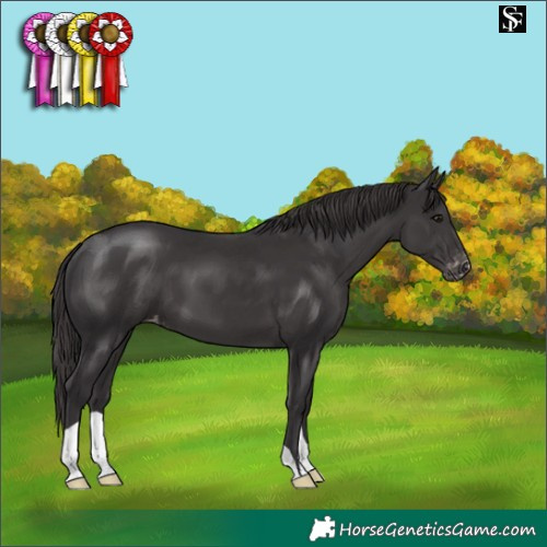 Horse Color:Smoky Black Appaloosa 