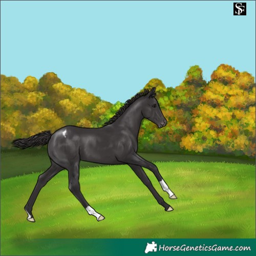 Horse Color:Smoky Black Appaloosa 