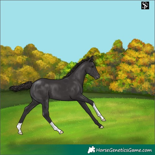 Horse Color:Smoky Black Appaloosa 