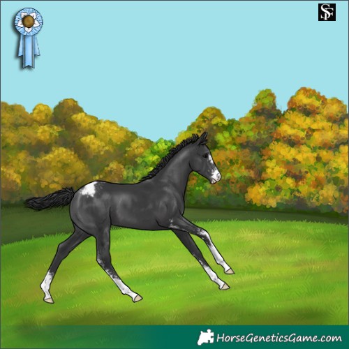 Horse Color:Black Sabino Appaloosa 
