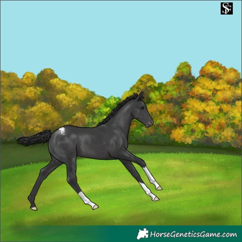 Horse Color:Black Appaloosa 