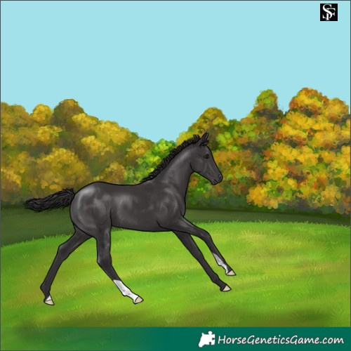 Horse Color:Smoky Black 
