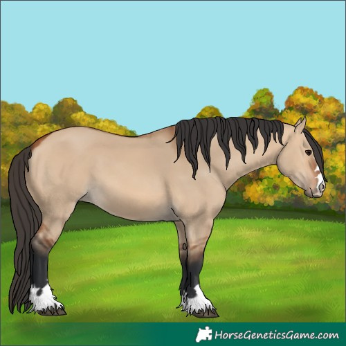Horse Color:Bay Dun 
