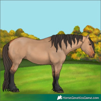 Horse Color:Bay Dun