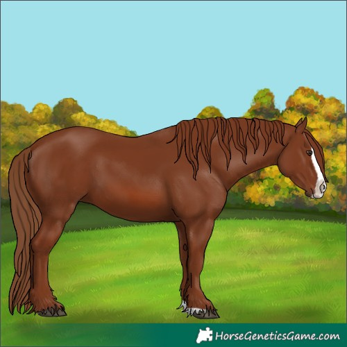 Horse Color:Chestnut Splash 