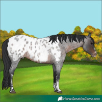 Horse Color:Brown Roan Sabino Appaloosa Rabicano