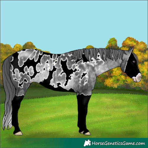 Horse Color:Brown Chinchilla Splash Appaloosa