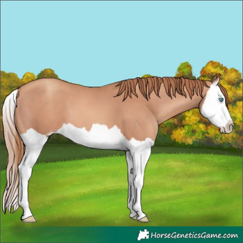Horse Color:Gold Champagne Splash 