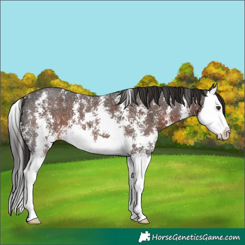 Horse Color:Liver Chestnut Sabino Splash 