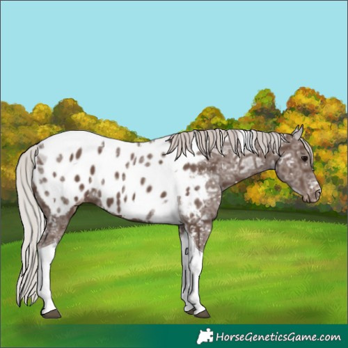 Horse Color:Silver Black Ice Tobiano Appaloosa 
