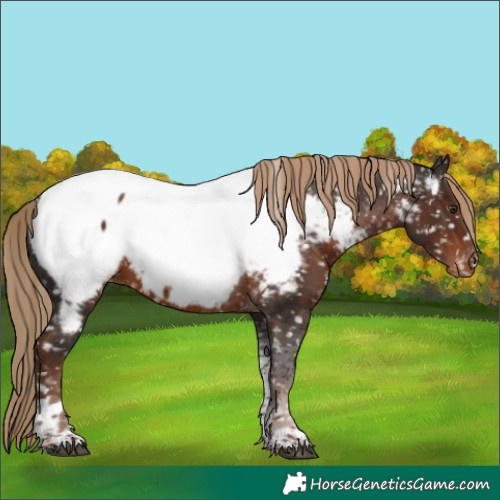 Horse Color:Liver Chestnut Tobiano Appaloosa 