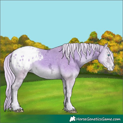 Horse Color:Watercolor White Spotted Cremello Ice Onyx Appaloosa Rabicano