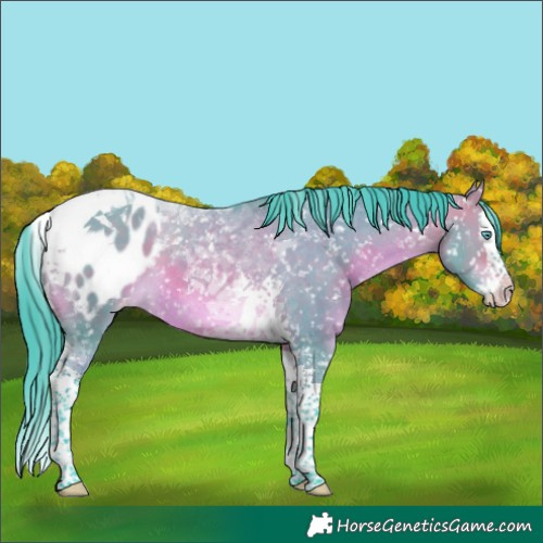 Horse Color:Watercolor Bay Dun Splash Tobiano Appaloosa
