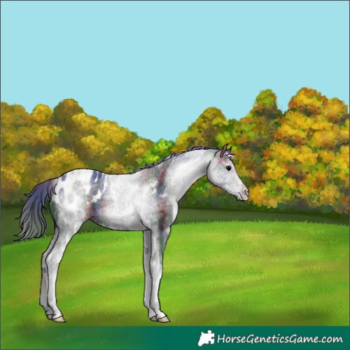 Horse Color:Nacre White Spotted Black Appaloosa
