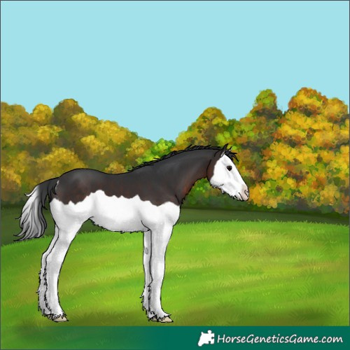 Horse Color:Brown Splash Appaloosa