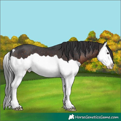 Horse Color:Brown Splash Appaloosa 