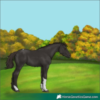 Horse Color:Liver Chestnut Tobiano 