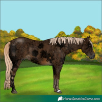 Horse Color:Chocolate Palomino Ice 