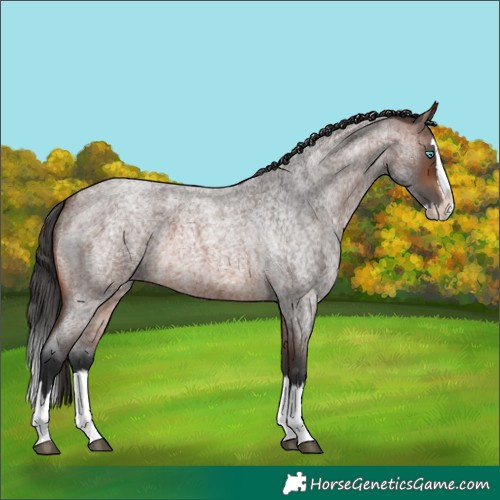 Horse Color:Brown Roan Splash 