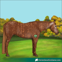 Horse Color:Chestnut  and Gray Chestnut 